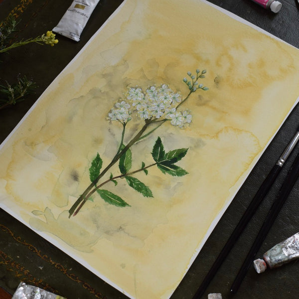 Original DE LA REINE DES PRES, WHITE MEADOWSWEET, ST. THERESE BOUQUET