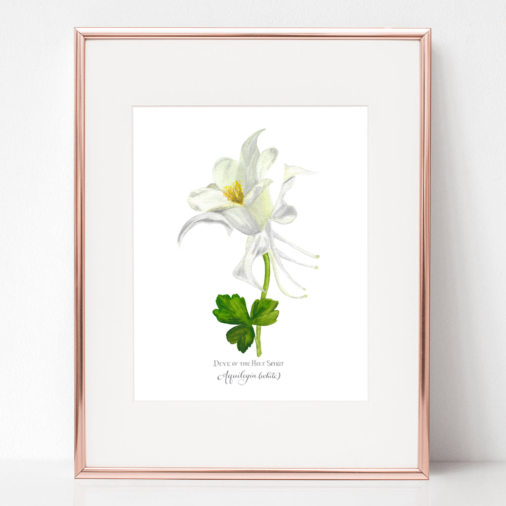 THE BAPTISM OF OUR LORD, DOVE OF THE HOLY SPIRIT, Aquilegia (white)