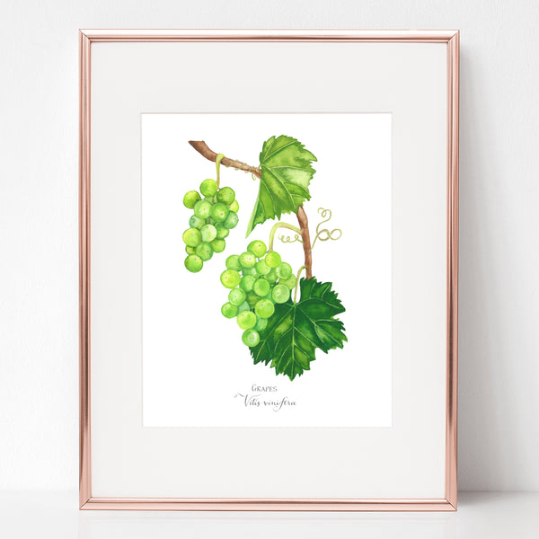 THE WEDDING AT CANA, GRAPES, Vitis vinfera
