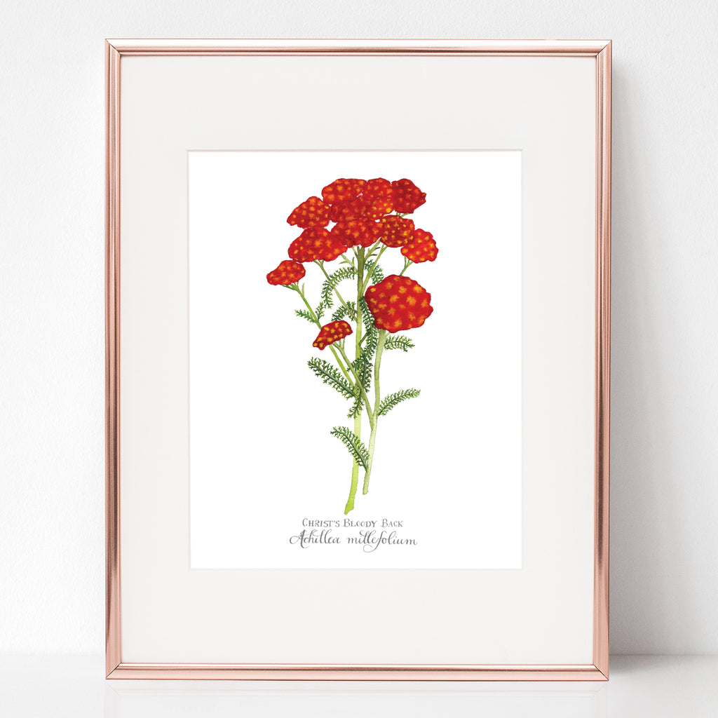 THE SCOURGING AT THE PILLAR, CHRIST'S BLOODY BACK, Achillea millefolium