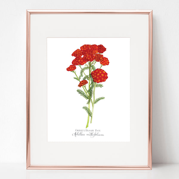 THE SCOURGING AT THE PILLAR, CHRIST'S BLOODY BACK, Achillea millefolium