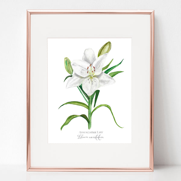 THE ANNUNCIATION, ANNUNCIATION LILY, Lilium candidum