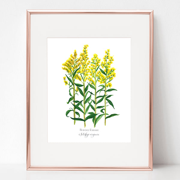 THE TRANSFIGURATION, HEAVENLY RADIANCE, Solidago virgaure