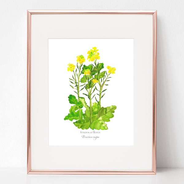 THE PROCLAMATION OF THE KINGDOM OF GOD, KINGDOM OF HEAVEN, Brassica nigra