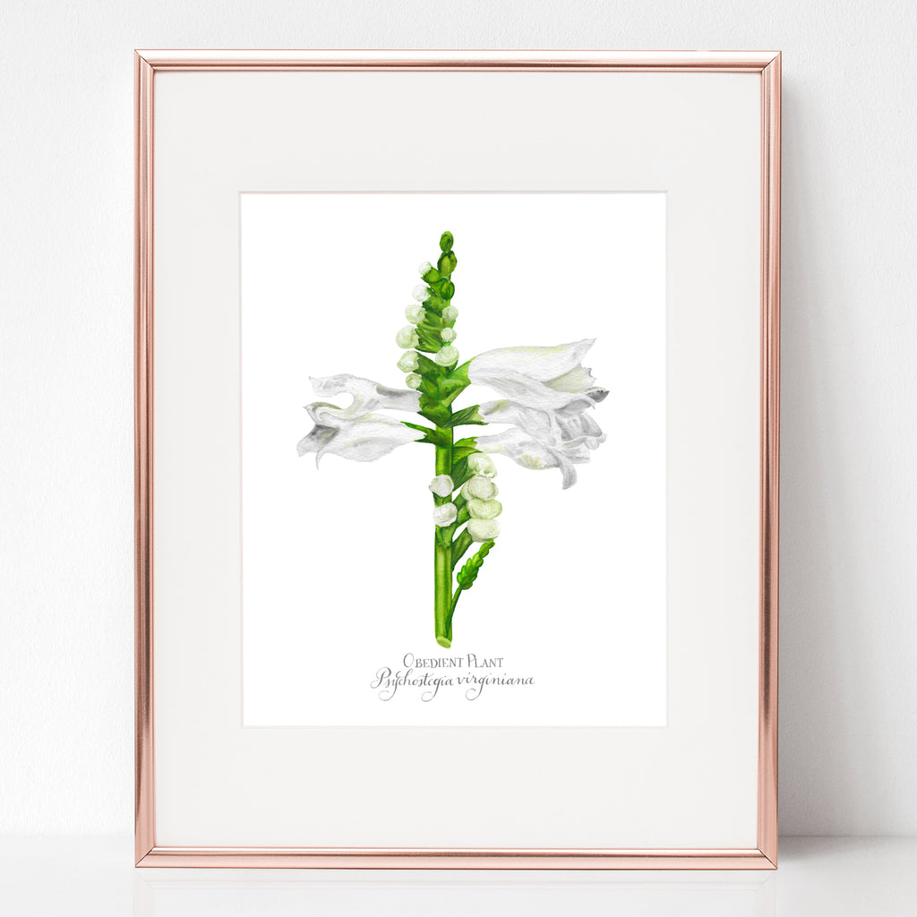 THE FINDING IN THE TEMPLE, OBEDIENT PLANT, Psychostegia virginiana