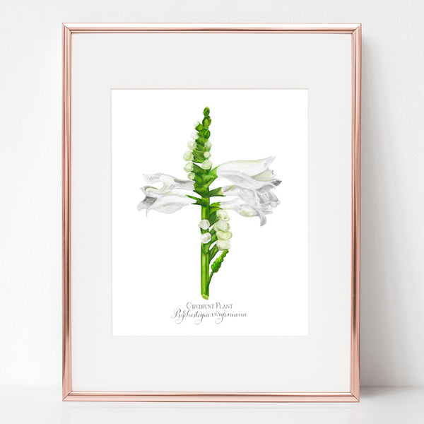 THE FINDING IN THE TEMPLE, OBEDIENT PLANT, Psychostegia virginiana