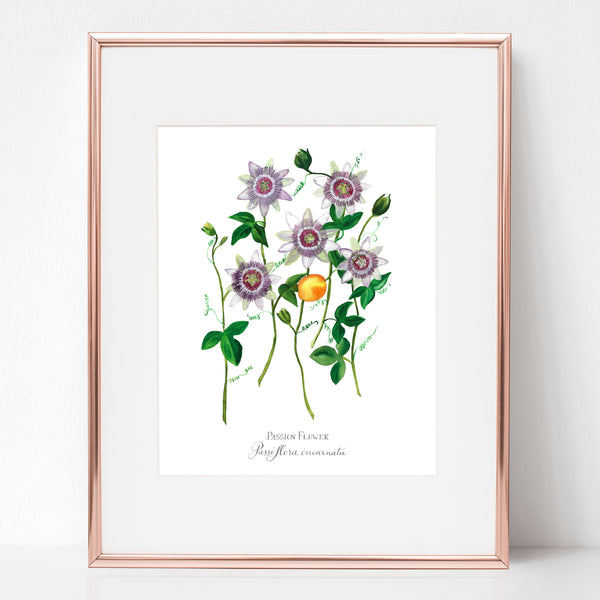 THE CRUCIFIXION, PASSION FLOWER, Passiflora incarnata