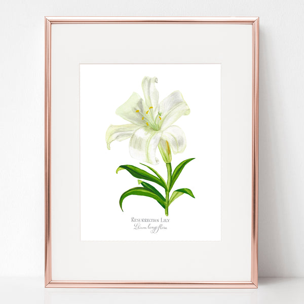 THE RESURRECTION, RESURRECTION LILY, Lilium longiflora