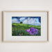 CONSIDER THE LILIES, ANEMONES AT THE MOUNT OF BEATITUDES