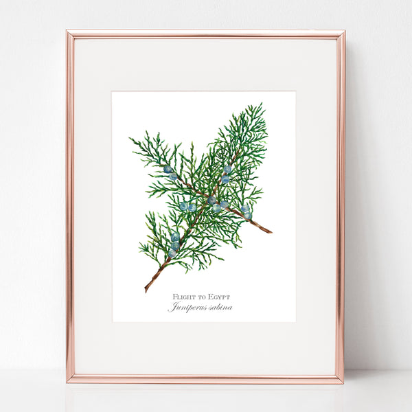 THE FLIGHT TO EGYPT, FLIGHT TO EGYPT, Juniperus sabina