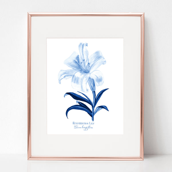 THE RESURRECTION, RESURRECTION LILY, Lilium longiflora, IN BLUE