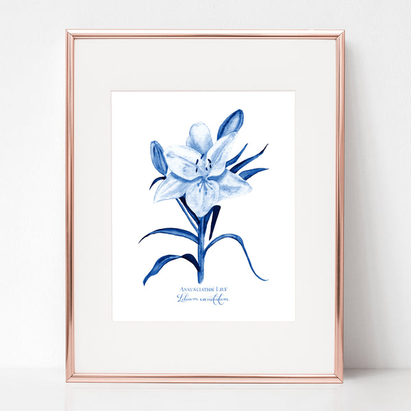 THE ANNUNCIATION, ANNUNCIATION LILY, Lilium candidum, IN BLUE