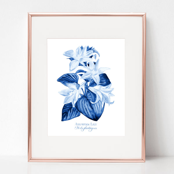 THE ASSUMPTION, THE ASSUMPTION LILY, Hosta plantaginia, IN BLUE