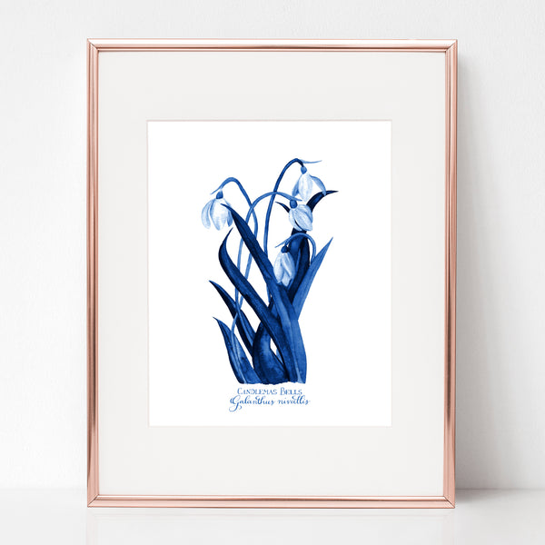 THE PRESENTATION, CANDLEMAS BELLS, Galanthus nivallis, IN BLUE