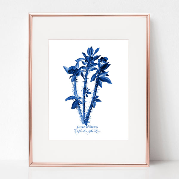 THE CROWNING OF THORNS, CROWN OF THORNS, Euphorbia splendens, IN BLUE