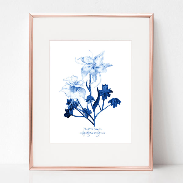 THE VISITATION, MARY'S SHOES, Aquilegia vulgaris, IN BLUE