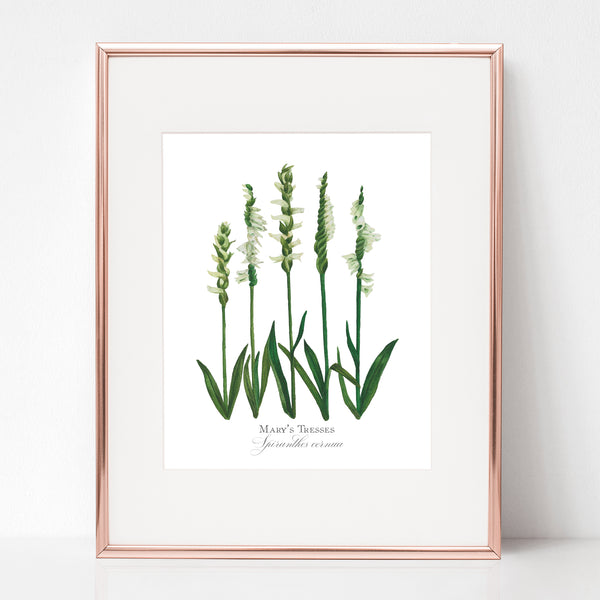 THE FOOT OF THE CROSS, MARY'S TRESSES, Spiranthes cernua