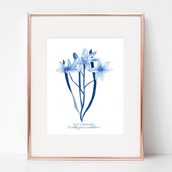 THE NATIVITY, STAR OF BETHLEHEM, ORNITHOGALUM UMBELLATUM, IN BLUE