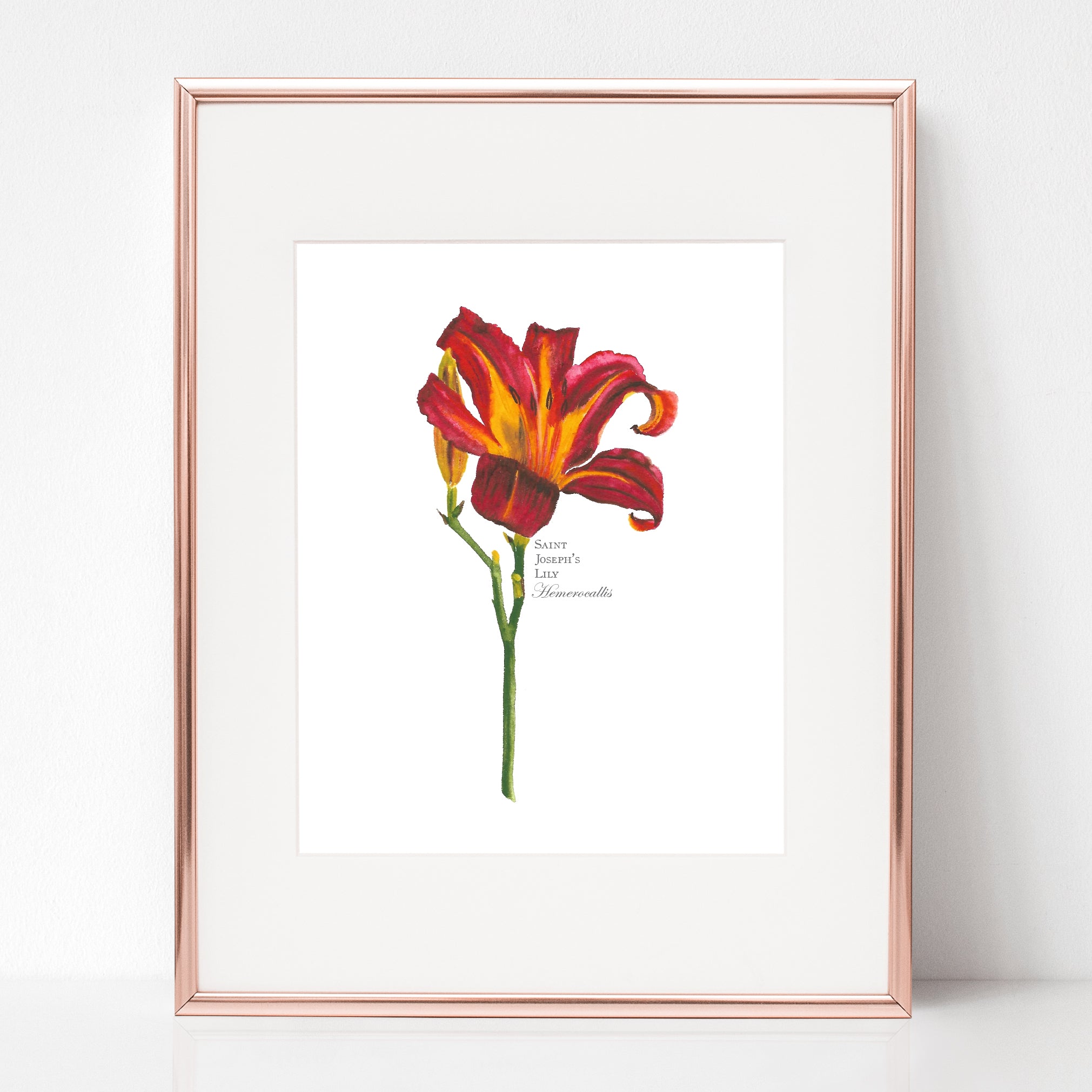 saint joseph lily flower SAINT JOSEPH LILY, DAYLILY, Hemerocallis – Rose Harrington