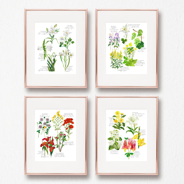 Seconds BOTANICAL ROSARY COLLECTION COMPLETE SET, JOYFUL, LUMINOUS, SORROWFUL, GLORIOUS