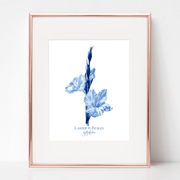THE ASCENSION, LADDER TO HEAVEN, Gladiolus, IN BLUE