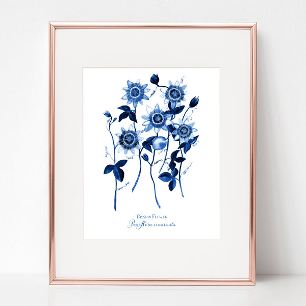 THE CRUCIFIXION, PASSION FLOWER, Passiflora incarnata, IN BLUE